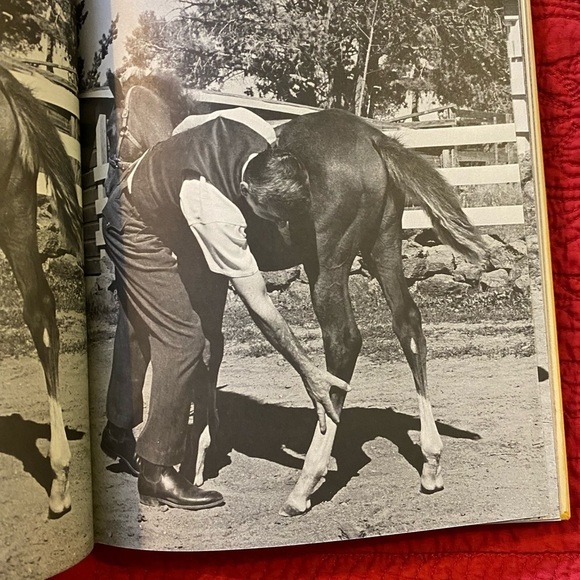 Horse Book 📕 - Picture 9 of 12